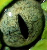 Avatar gebruiker