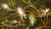 thumbnail_juvenielen_ranavirus_dickwillems_dsc01284.jpg