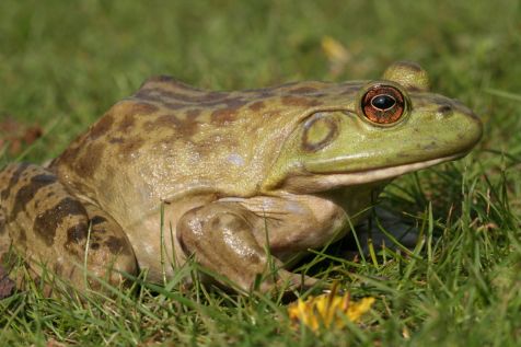 110416wegvangactiebrulkikkerbaarlo.jpg