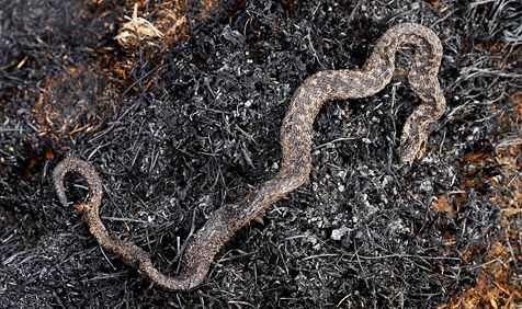 adder_verbrand_-_jelger_herder.jpg
