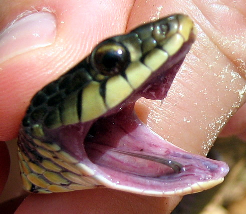 Garter_snake_tooth.jpg
