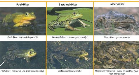 herkenningskaart_groene_kikkers_2.jpg