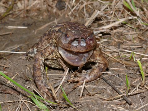 groene_paddenvlieg_marc_herremans.jpg