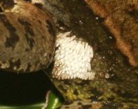 thumbnail_bruine_kikker_met_eitjes_lucillia_ooij.jpg
