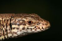 thumbnail_muurhagedis-kop_RCreemers.jpg