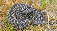 thumbnail_adder_jelger_herder_1.jpg