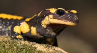 thumbnail_vuursalamander_jelger_herder_1.jpg
