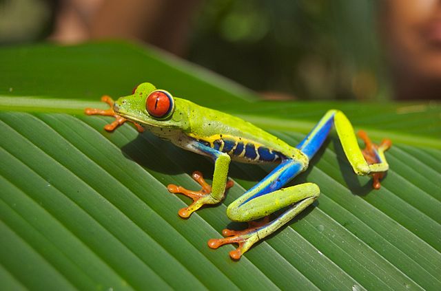 640px-Red_eyed_tree_frog.jpg