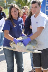 thumbnail_natuurbericht_kemps_zeeschildpad.jpg
