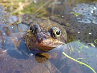 thumbnail_rate_arnoldvanrijsewijk_006_v.jpg