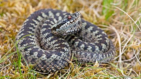 adder_jelger_herder_1.jpg