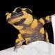 vuursalamander.jpg
