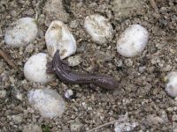 thumbnail_zandhagedis_uit_ei_avd_004_v.jpg