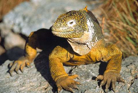 conolophus.subcristatus.jpg