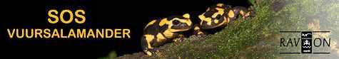 header_sos_vuursalamander.jpg