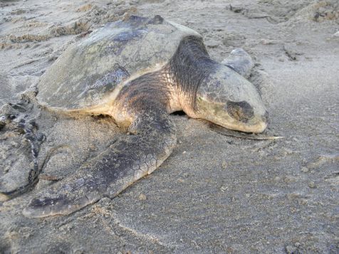 kemps_zeeschildpad_op_strand_tim_gerbrands.jpg
