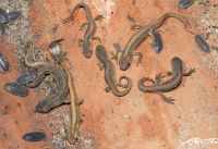 thumbnail_overwinterende_kleine_watersalamanders.jpg