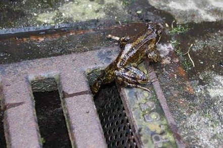 een_bruine_kikker_heeft_de_nooduitgang_gevonden.jpg