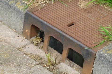 een_rugstreeppad_op_het_punt_om_in_een_trottoirkolk_te_vallen.jpg