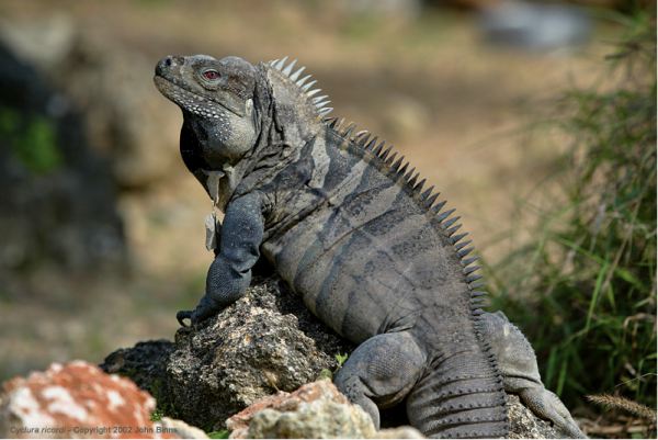 Cyclura_ricordii_JohnBinns.png