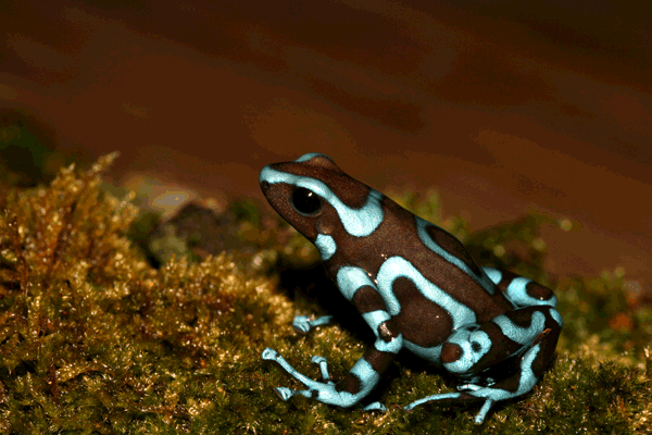 Dendrobates-auratus-superblue1E.gif