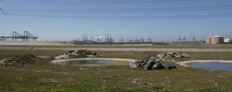 06_20090522_132_poelen_cluster_3.jpg