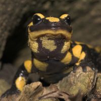 thumbnail_vuursalamander_jelgerherder_1.jpg