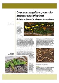 thumbnail_over_muurhagedissen_vuursalamanders_en_marktplaat.jpg