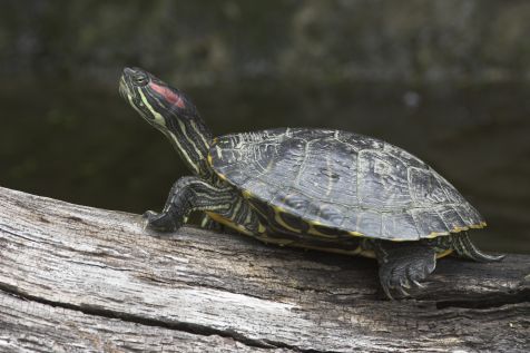 roodwangschildpad_-_jelger_herder_1.jpg