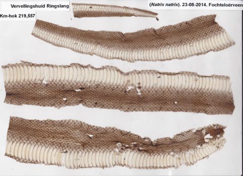 2014-08-23_vervellingshuid_ringslang_-_natrix_natrix.jpg