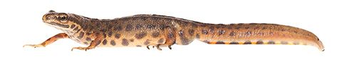 foto_2_-_kleine_watersalamander_-_jelger_herder.jpg