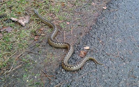 kruipende_adder_12jan2015_dwingelderveld_winy_ten_have_1.jpg