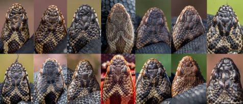 kopschilden_adders_schapedoabe_elsloo_op_een_rijtje.jpg