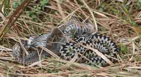 adder_en_adderhemd_dick_van_dorp.jpg