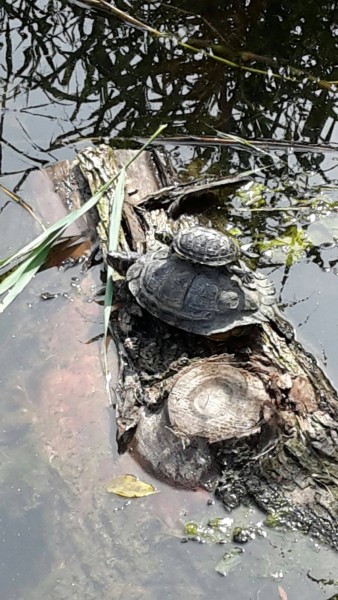 Schildpadden Delfland.jpg (222.01 KiB) 2886 keer bekeken Schildpadden Delfland.jpg