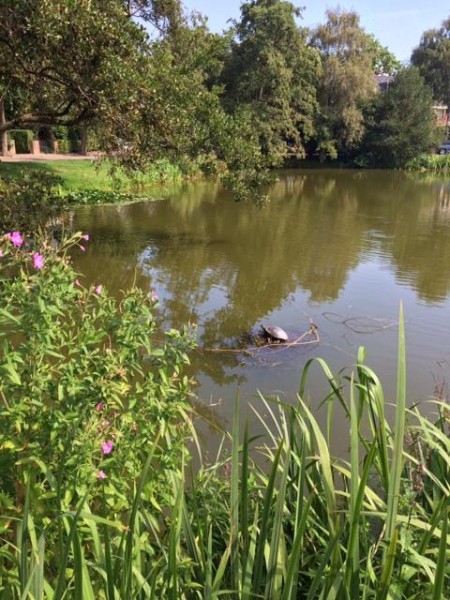 Schildpad Delfland.jpg