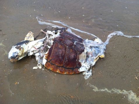 dikkopschildpad_bervanperlo_schoorl_27jul2015.jpg