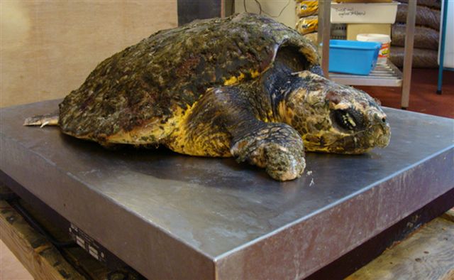 ZeeschildpadAankomst.JPG