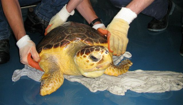 ZeeschildpadVertrek.JPG