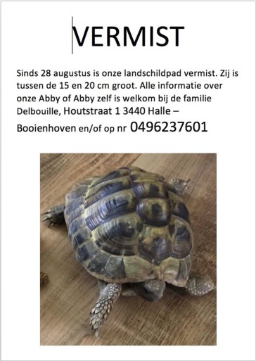 Schildpad vermist Halle.jpg