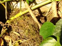 thumbnail_pad_in_nest1_Arieta_Scheffelaar.jpg