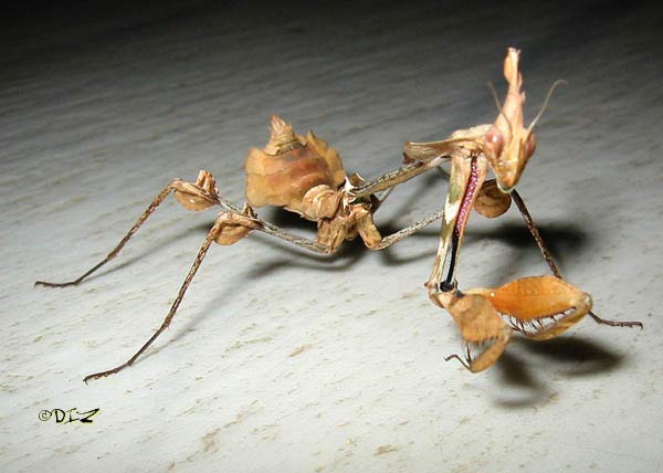gongylus-gongylodes.jpg