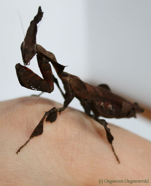phyllocrania paradoxa.jpg