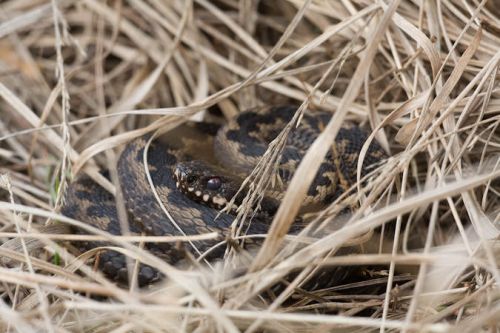 adder2VeluweJohandeJong.jpg