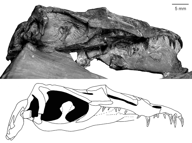 Nothosaurus_plat.png