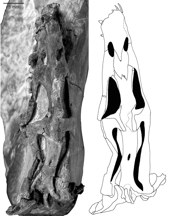 Nothosaurus_recht.png