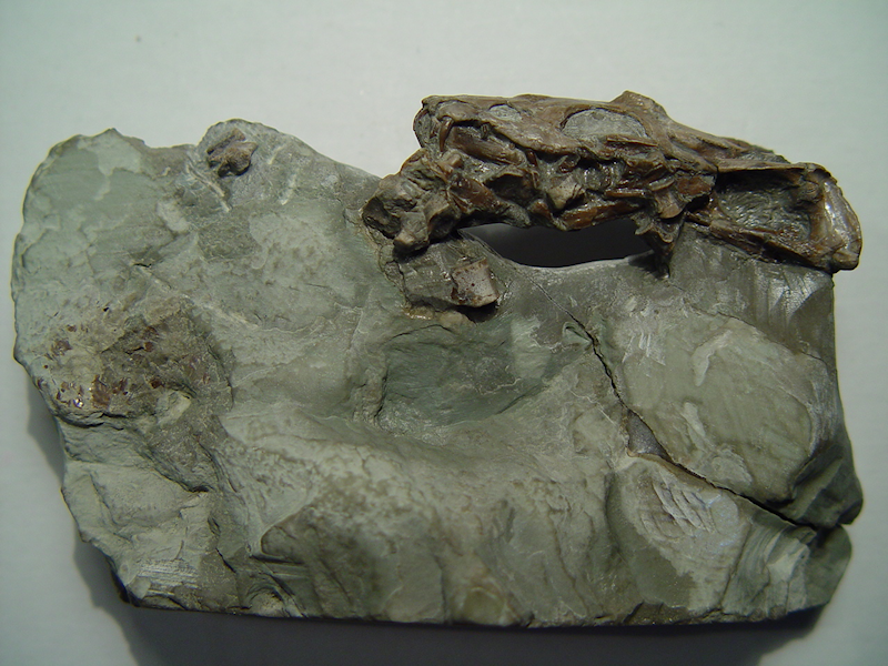 Nothosaurus3.png
