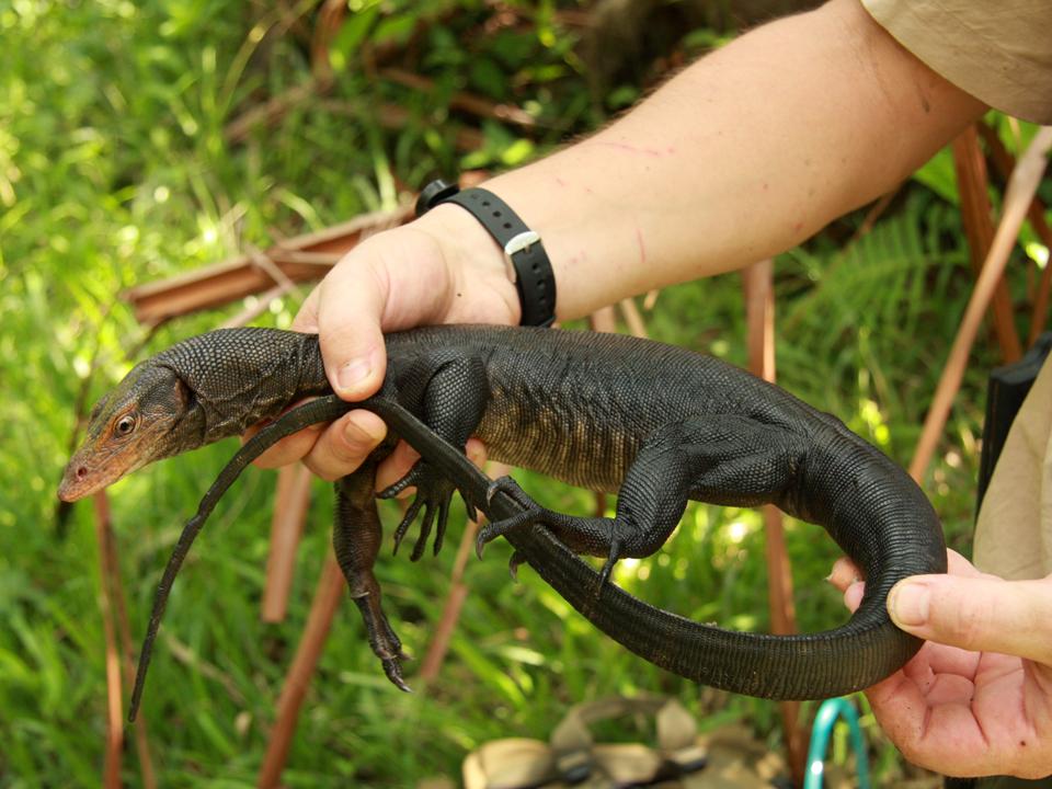 varanus Obor.jpg