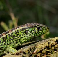 thumbnail_lamangrasgroencloseupbennekomavr110509.jpg