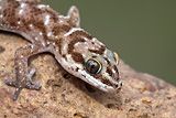 thumbnail_van_sons_gekko.jpg